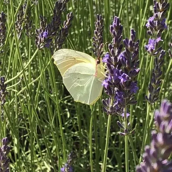 lavande_papillon_remede_anti_stress_naturelle_astuce_serenite_provence
