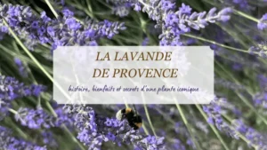 lavande_provence_histoire_bienfaits_secrets_plante_iconique_millénaire