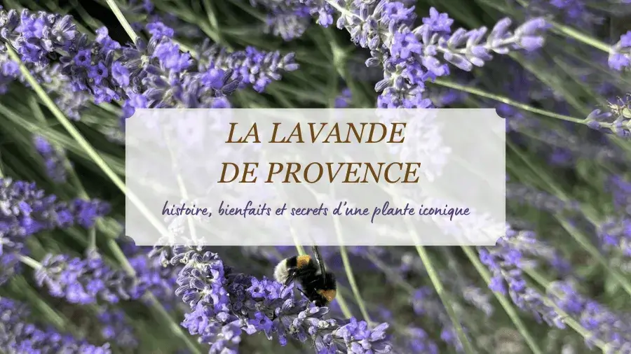 lavande_provence_histoire_bienfaits_secrets_plante_iconique_millénaire